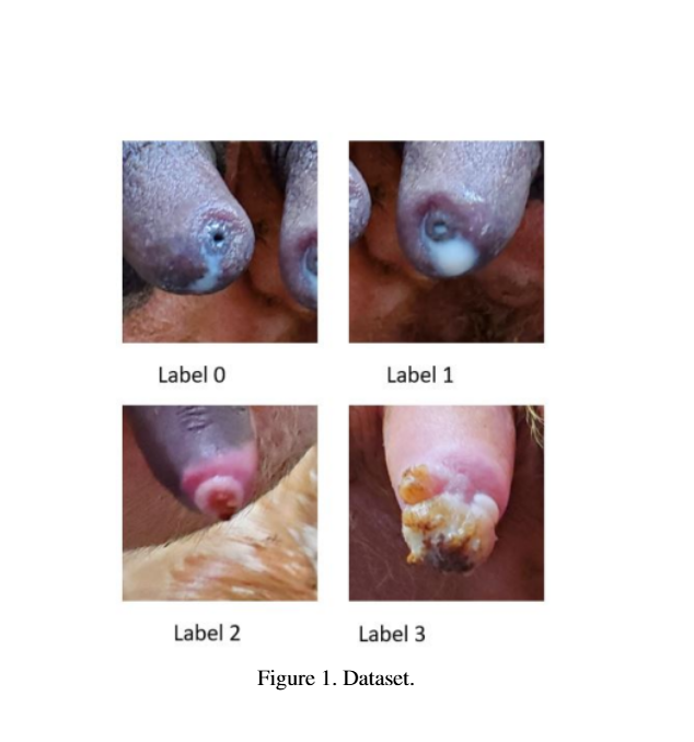 Cow Teat-End Research Paper